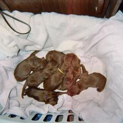 Irish Setter Puppies from Ambition Irish Setters