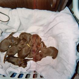 Irish Setter Puppies from Ambition Irish Setters