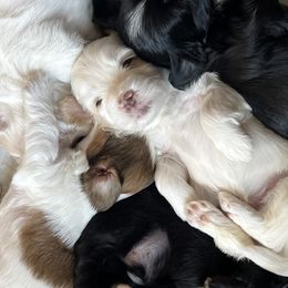 Companion Crosses from V & V Kennels