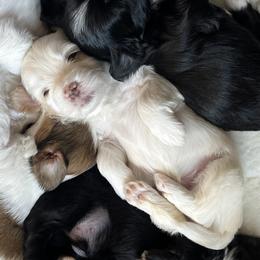 Companion Crosses from V & V Kennels