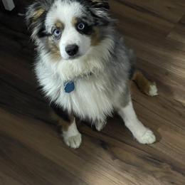 Pistol - Australian Shepherd
