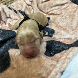 Boy 4 - Yellow Labrador Retriever puppy in Le Center, Minnesota from Wild Acre Kennels