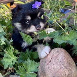 June Carter - Tri-color female Pomsky puppy in Sturgis, Kentucky from Furever Pomskies