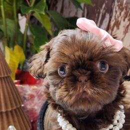 Shih Tzu Puppies from AZSHIHTZCREW
