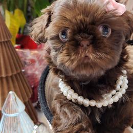 Shih Tzu Puppies from AZSHIHTZCREW