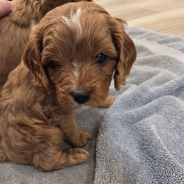 Bryce - Red male Cavapoo puppy in Nephi, Utah from Salt Creek Doodles