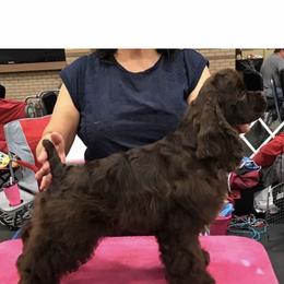 Ticket - Cocker Spaniel