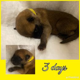 Belgian Malinois Puppies from Audacious Malinois