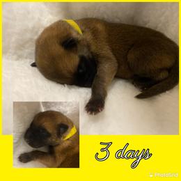 Belgian Malinois Puppies from Audacious Malinois
