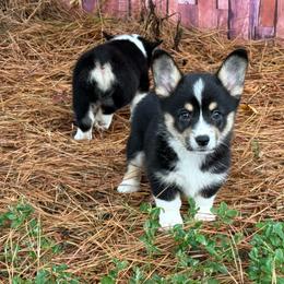 Sister BHT - Black and white female American Corgi puppy in Nashville, Arkansas from Whisenhunt Farms