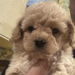 Boy 6 - Apricot male Maltipoo puppy in Las Vegas, Nevada from Maltipoo_vegas