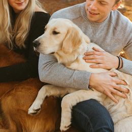 Winnie - Golden Retriever