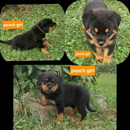 Girl 4 - Black and mahogany female Rottweiler puppy in De Witt, Iowa from Irish Eyes Kennels