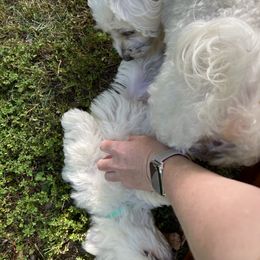 Coton de Tulear Puppies from Smoky Mountains Cotons