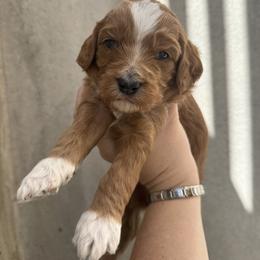 Diamond - Red  female Goldendoodle puppy in Clinton, Utah from Golden Law Kennels