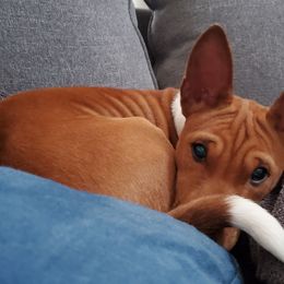 Basenji and Estrela Mountain Dog Puppies from Haus Annandael Basenjis