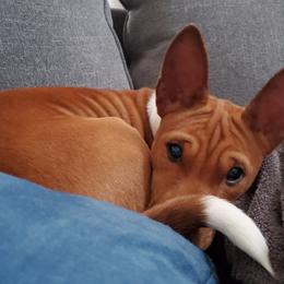 Basenji and Estrela Mountain Dog Puppies from Haus Annandael Basenjis