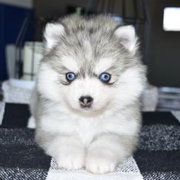 Stormy - Silver and white female Pomsky puppy in Chino Valley, Arizona from Rose Peek Pomskies
