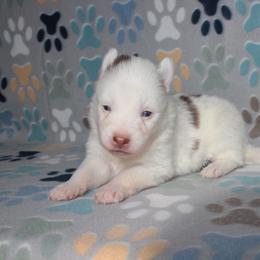 Rusty - Chocolate male Pomsky puppy in Clarkston, Utah from Red Rock Ranch Breeders