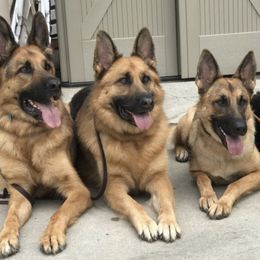 German Shepherds from Beres Haus German Shepherds