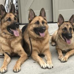 German Shepherds from Beres Haus German Shepherds