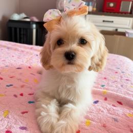 French Vanilla - with training - Cream female Cockapoo puppy in Boonville, North Carolina from Doods & Dolls