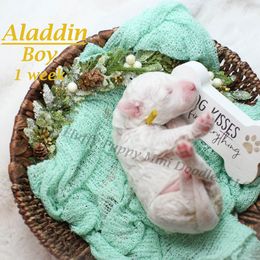 Aladdin - Parti male Goldendoodle puppy in Corona, California from Fluffy Puppy Mini Doodles LLC