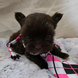 Boy 3 - Liver male Yorkshire Terrier puppy in Bucyrus, Ohio from Dyer's Beauties