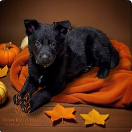 Dravite - Black male German Shepherd puppy in Salem, Virginia from Vom Kylohaus German Shepherds
