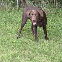 Axle - Chocolate male Labrador Retriever puppy in Freeport, Illinois from Rock Hollow Retrievers