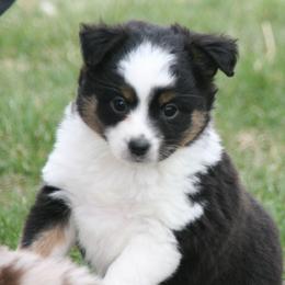 Avery - Black tri female Miniature Australian Shepherd puppy in Fairview, South Dakota from Dakota Toy Aussies