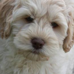 Australian Labradoodles from Blue Opal Labradoodles