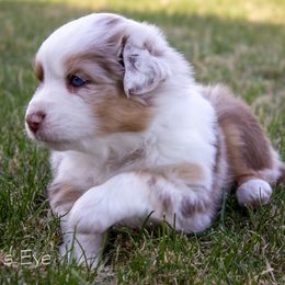 Australian Shepherd Puppies from Cedarville Aussies