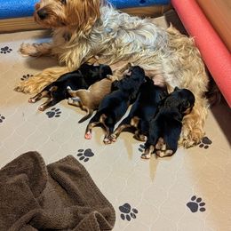 Morkie Puppies from Weiss's Puppies