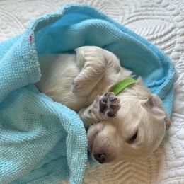 Gabriel - Cream male Dachshund puppy in Trenton, Kentucky from Promise Land Puppies