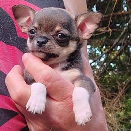 Ziggy - Chocolate sabled fawn male Chihuahua puppy in Weatherford, Texas from Small and Mighty Chihuahuas