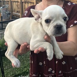 French Bulldog Puppies from Love Bundles