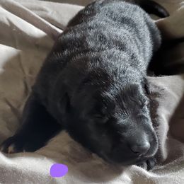Girl 1 - Black German Shepherd puppy in Mead, Colorado from North Creek German Shepherds