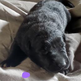 Girl 1 - Black German Shepherd puppy in Mead, Colorado from North Creek German Shepherds