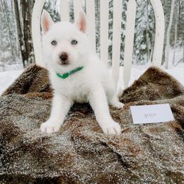 Green collar - White male Siberian Husky puppy in Solon Springs, Wisconsin from Snowfall Siberians