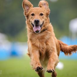 Ruby - Golden Retriever