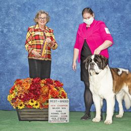 Saint Bernard All Grown Up from Metal Saints