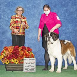 Saint Bernard All Grown Up from Metal Saints