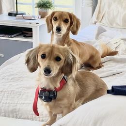 Dachshunds from Brooke Haven Dachshunds