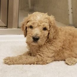French Bulldog, Goldendoodle, and Golden Retriever Puppies from Crystal Coast Kennels, LLC