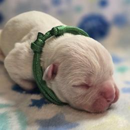 Smores - White female American Bulldog puppy in Three Rivers, Michigan from Jemms Kennels