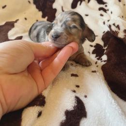 Dachshund Puppies from Rustic Dachshunds
