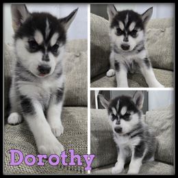 Dorothy - Black and white female Siberian Husky puppy in Wheeler, Michigan from Haase Family Kennels