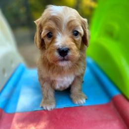Paul McCartney - male Cavapoochon puppy in Bullard, Texas from Cavapoochon Central LLC