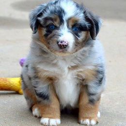 Russell Terrier, Miniature Australian Shepherd, and Toy Australian Shepherd Puppies from Rustic Lace Mini Aussies